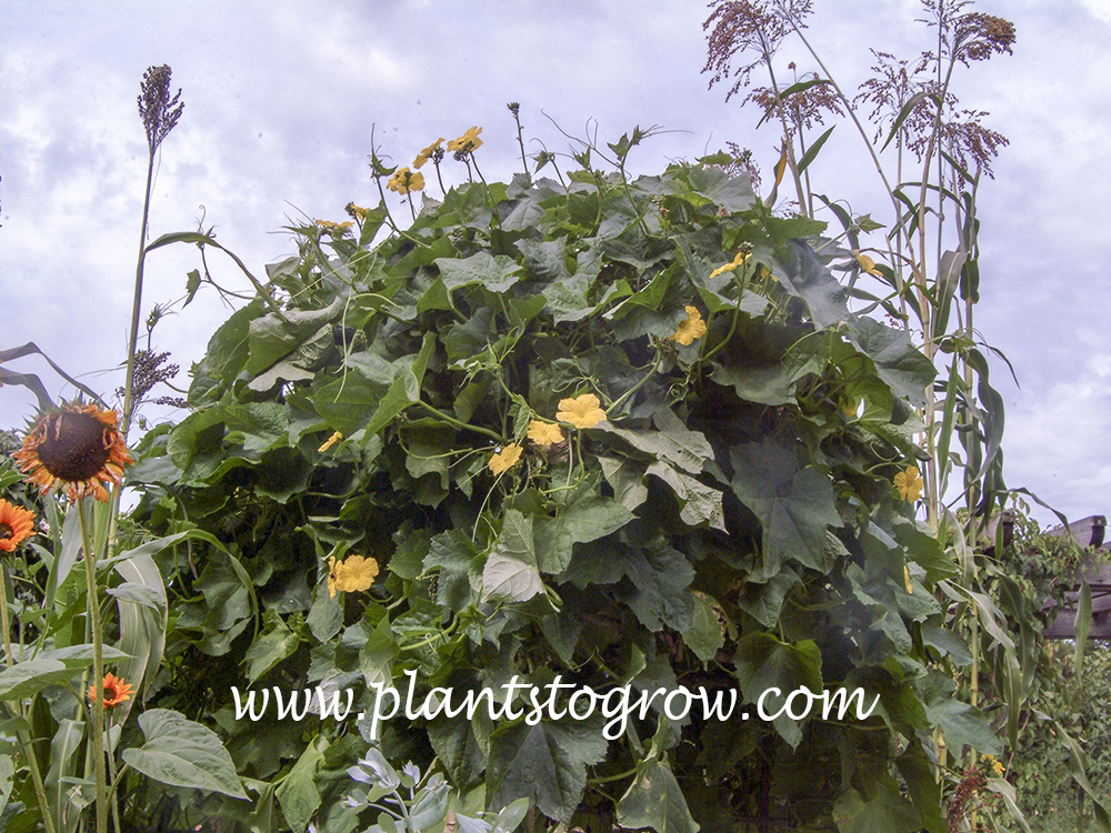 Sponge Gourd (Luffa aegyptiaca)
These plants are growing on a very sturdy structure.
